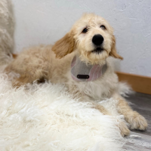 Goldendoodle Puppy Keri
