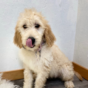 Goldendoodle Puppy Keri