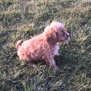Cavapoo Puppy Goby