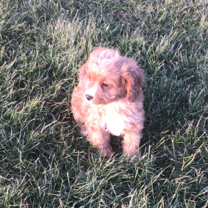 Cavapoo Puppy Goby