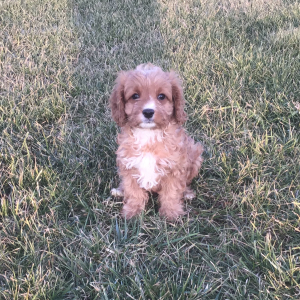 Cavapoo Puppy Goby