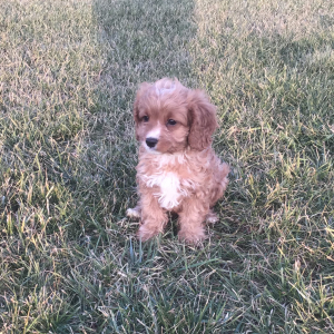Cavapoo Puppy Goby