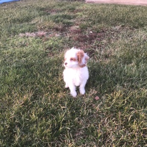 Cavapoo Puppy Gwen
