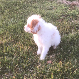 Cavapoo Puppy Gwen