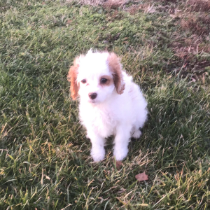 Cavapoo Puppy Gwen