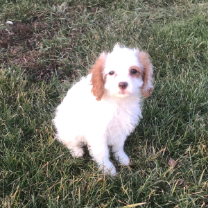 Cavapoo Puppy Gwen