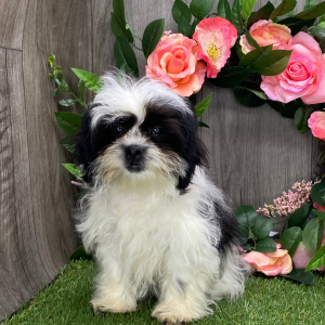 Shichon Puppy Millie