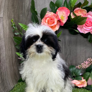 Shichon Puppy Millie