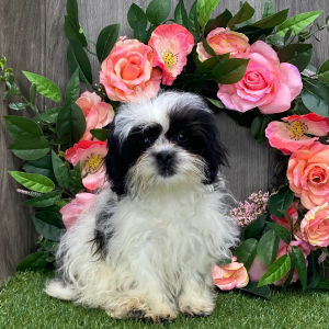 Shichon Puppy Millie
