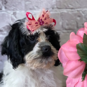 Cavapoo Puppy Ivy