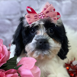 Cavapoo Puppy Ivy