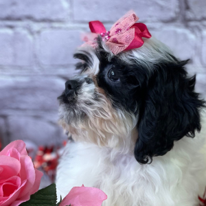 Cavapoo Puppy Ivy