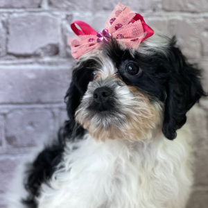Cavapoo Puppy Ivy