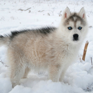 Siberian Husky Puppy Powder
