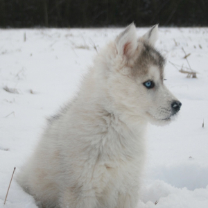Siberian Husky Puppy Powder