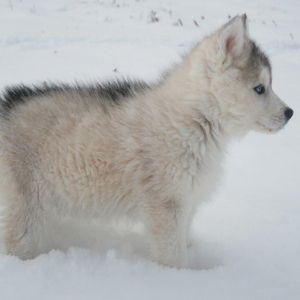 Siberian Husky Puppy Powder