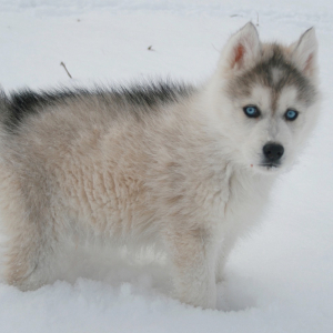 Siberian Husky Puppy Powder