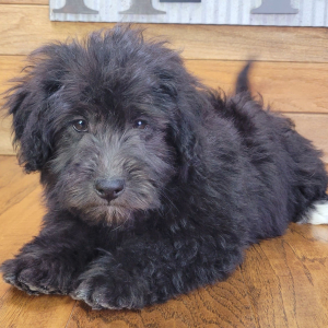 Schnoodle Puppy Rocky