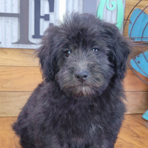 Schnoodle Puppy Rocky