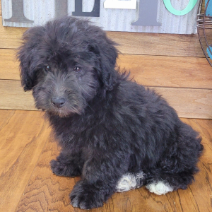 Schnoodle Puppy Rocky