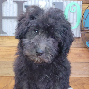 Schnoodle Puppy Rocky
