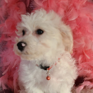 Bichon Frise Puppy Sammy