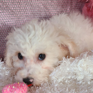Bichon Frise Puppy Sammy