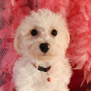 Bichon Frise Puppy Sammy