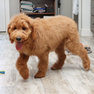 Goldendoodle Puppy Gwen
