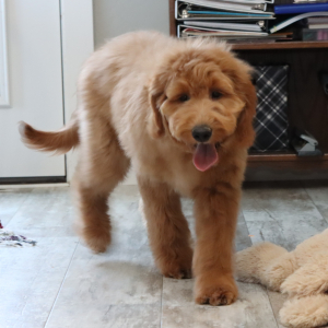 Goldendoodle Puppy Gwen