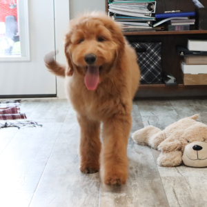 Goldendoodle Puppy Gwen