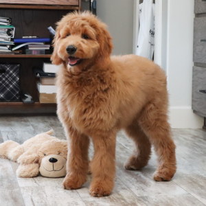 Goldendoodle Puppy Gwen
