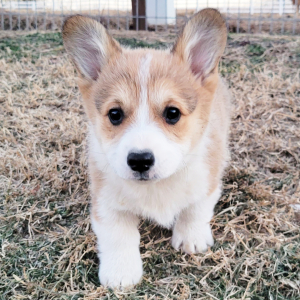 Pembroke Welsh Corgi Puppy Pete