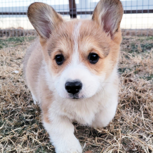 Pembroke Welsh Corgi Puppy Pete