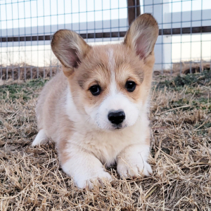 Pembroke Welsh Corgi Puppy Pete