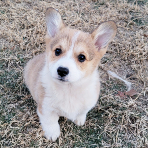 Pembroke Welsh Corgi Puppy Pete