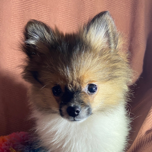 Pomeranian Puppy Trixie