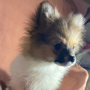 Pomeranian Puppy Trixie