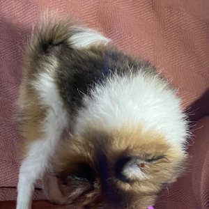 Pomeranian Puppy Trixie
