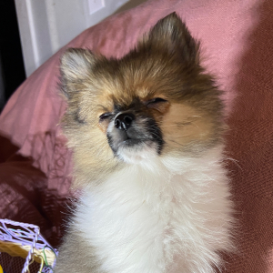 Pomeranian Puppy Trixie