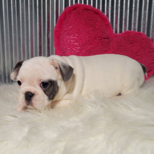 French Bulldog Puppy West