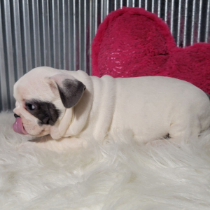 French Bulldog Puppy West