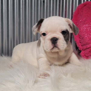French Bulldog Puppy West