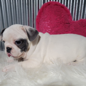 French Bulldog Puppy West