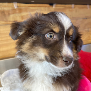 Australian Shepherd Puppy Dalton