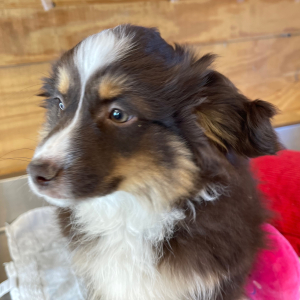 Australian Shepherd Puppy Dalton