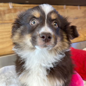 Australian Shepherd Puppy Dalton