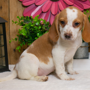 Beagle Puppy Dolly