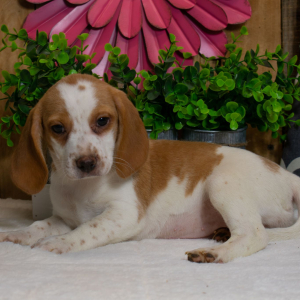 Beagle Puppy Dolly