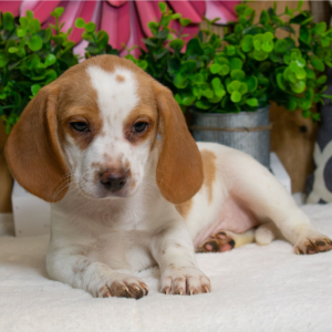Beagle Puppy Dolly
